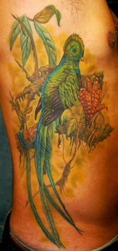 Tim Harris - Quetzal Bird